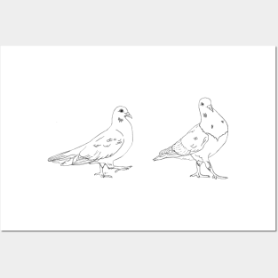 Sassy Pigeons Posters and Art